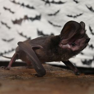 Western mastiff bat (Eumops perotis)