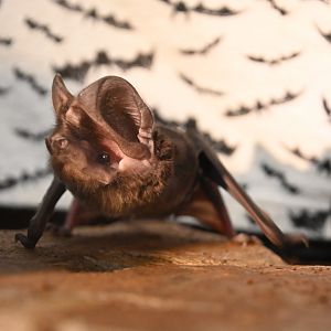 Western mastiff bat (Eumops perotis)