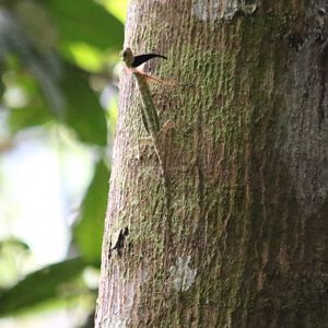 Black-bearded Flying Lizard?
