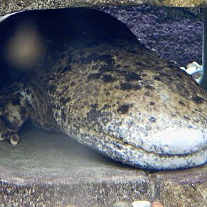 Japanese Giant Salamander (Andrias japonicus) August 8, 2025