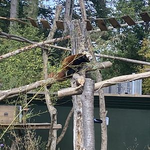 Red panda
