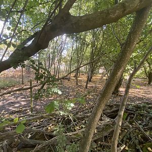 Red river hog enclosure