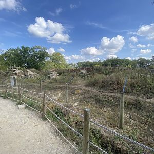 Gelada enclosure