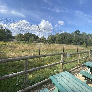 Restaurant view of cheetah enclosure