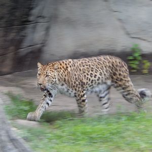 8/16/2025 - An "A Blur" Leopard