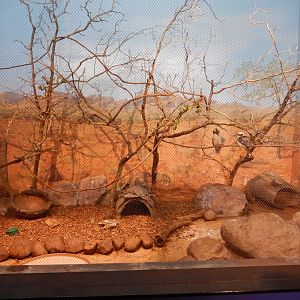 8/16/2025 - Kookaburra & Short-Beaked Echidna Habitat