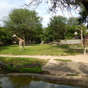 8/16/2025 - Giraffe Habitat