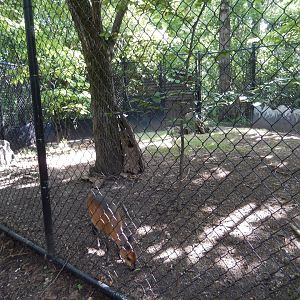 8/16/2025 - Red-Flanked Duiker Habitat