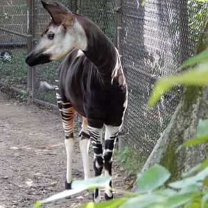 8/16/2025 - Okapi