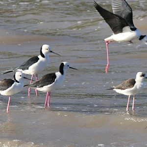 Pied Stilt (Himantopus leucocephalus)