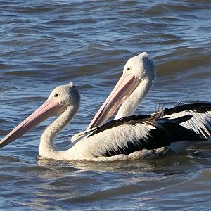 Australian Pelican (Pelecanus conspicillatus)