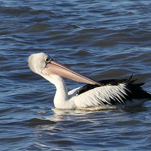 Australian Pelican (Pelecanus conspicillatus)