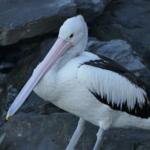 Australian Pelican (Pelecanus conspicillatus)