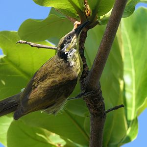Varied Honeyeater (Gavicalis versicolor)