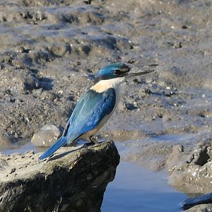 Sacred Kingfisher (Todiramphus sanctus)
