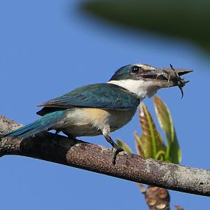 Sacred Kingfisher (Todiramphus sanctus)