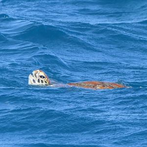 Green Sea Turtle (Chelonia mydas)