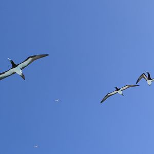 Brown Booby (Sula leucogaster)