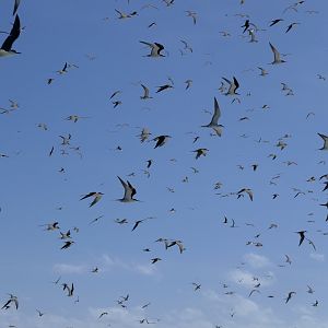 Sooty Tern (Onychoprion fuscatus)