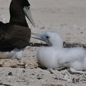 Brown Booby (Sula leucogaster)