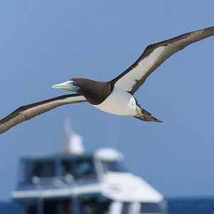 Brown Booby (Sula leucogaster)