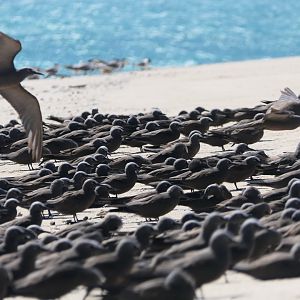 Brown Noddy (Anous stolidus)