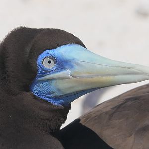 Brown Booby (Sula leucogaster)