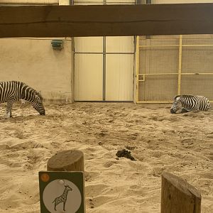 Zebras