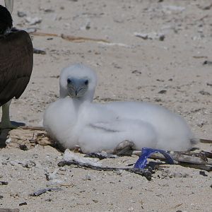 Brown Booby (Sula leucogaster)