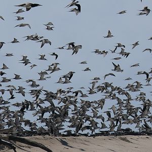 Sooty Tern (Onychoprion fuscatus)