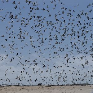 Sooty Tern (Onychoprion fuscatus)