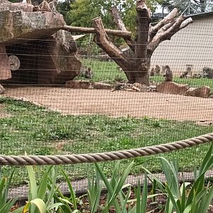 Rhesus Macaque Enclosure