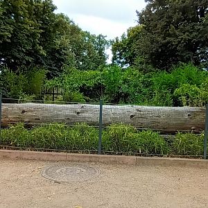 Southern Cassowary Enclosure