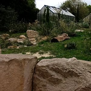 Hermanns Tortoise, Marginated Tortoisw and Ocellated Lizard Enclosure
