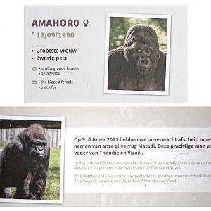 Labels beside gorilla enclosure (1)