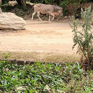Plains Zebra