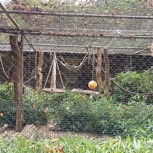 Madagascar Teal and White belted black and white ruffed Lemur Enclosure