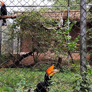 Umbrella Cockatoo and Javan rhinoceros Hornbill Aviary