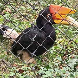 Javan rhinoceros Hornbill