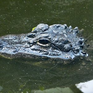 Chinese Alligator in muddy water August 8, 2025