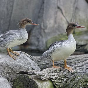 Chinese mergansers