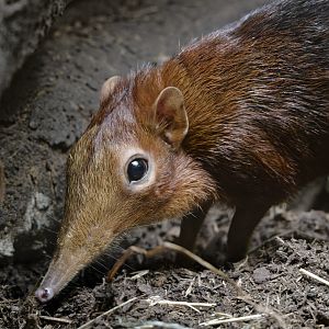 Red &black elephant shrew