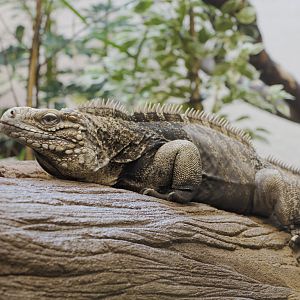 Cuban iguana