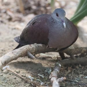 Malagasy turtle dove (Nesoenas picturatus) in Madagascar Spiny Forest enclosure