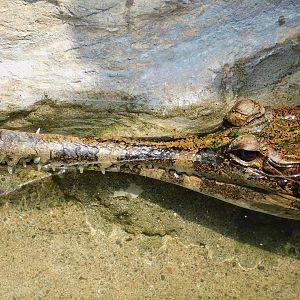 Sunda Gharial (Tomistoma schlegelii) June 29, 2025