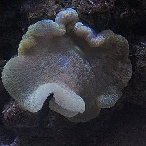Haddon's sea anemone (Stichodactyla haddoni)