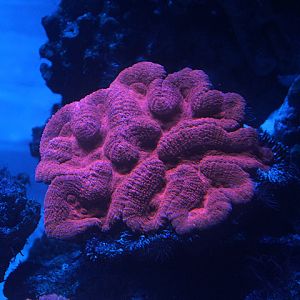 Largebrain root coral (Lobophyllia hemprichii)