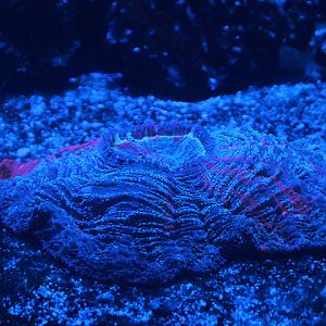 Doughnout coral (Cynarina lacrymalis)