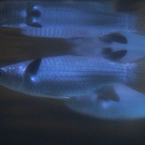 Squaretail mullet (Ellochelon vaigiensis)