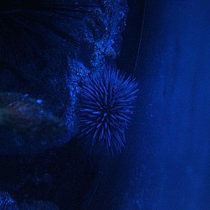 Burrowing urchin (Echinometra mathaei)